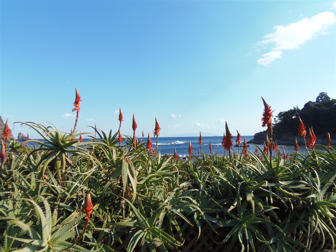 Scenic coastal cliffs and walking trail leading toward Tsumekizaki Lighthouse