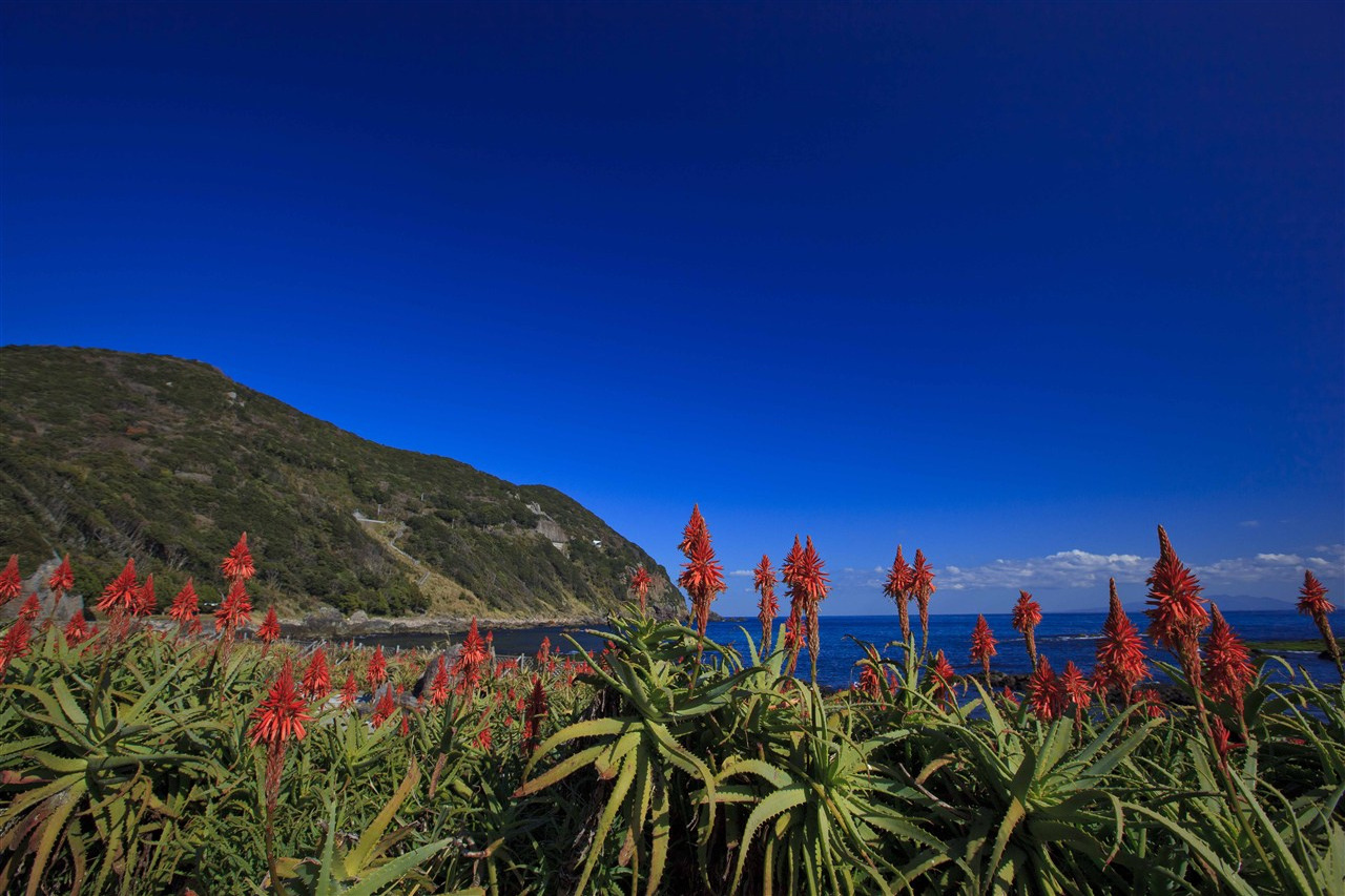 Slopes of blooming wild white daffodils overlooking the ocean at Tsumekizaki Natural Park