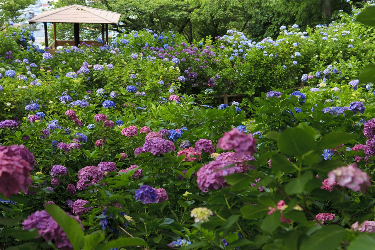 Ajisai (Hydrangea) Festival