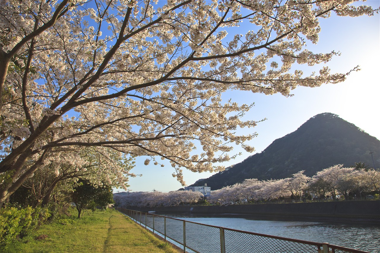 In full bloom of the cherry tree