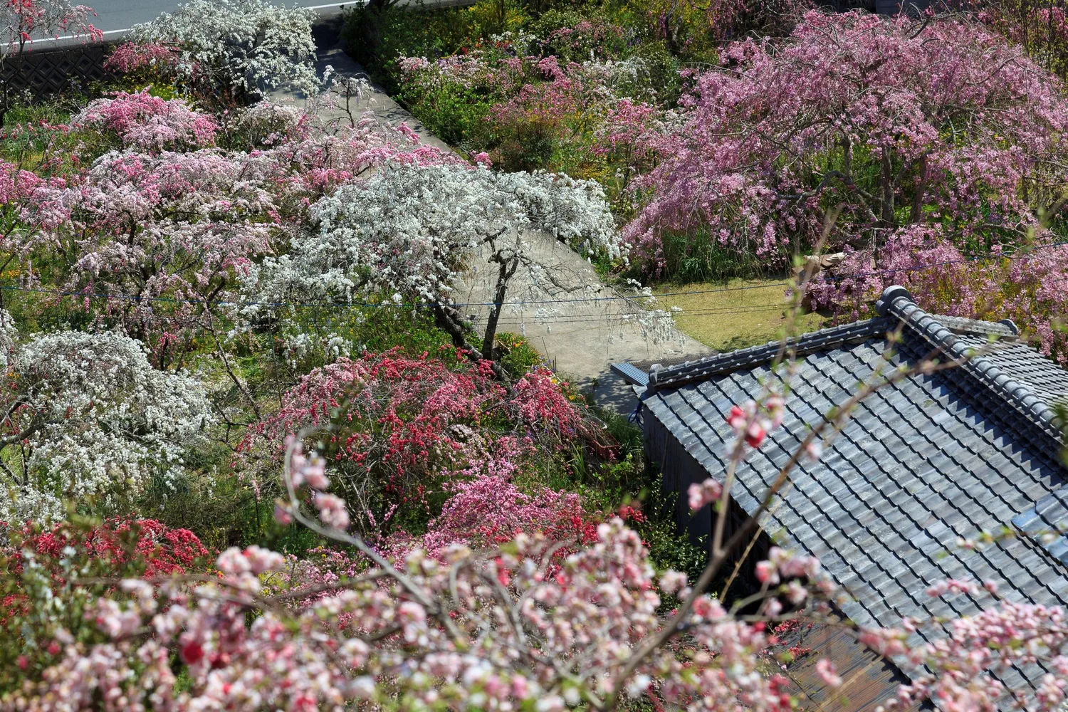Rendaiji's weeping pink peach trees are beginning to bloom!