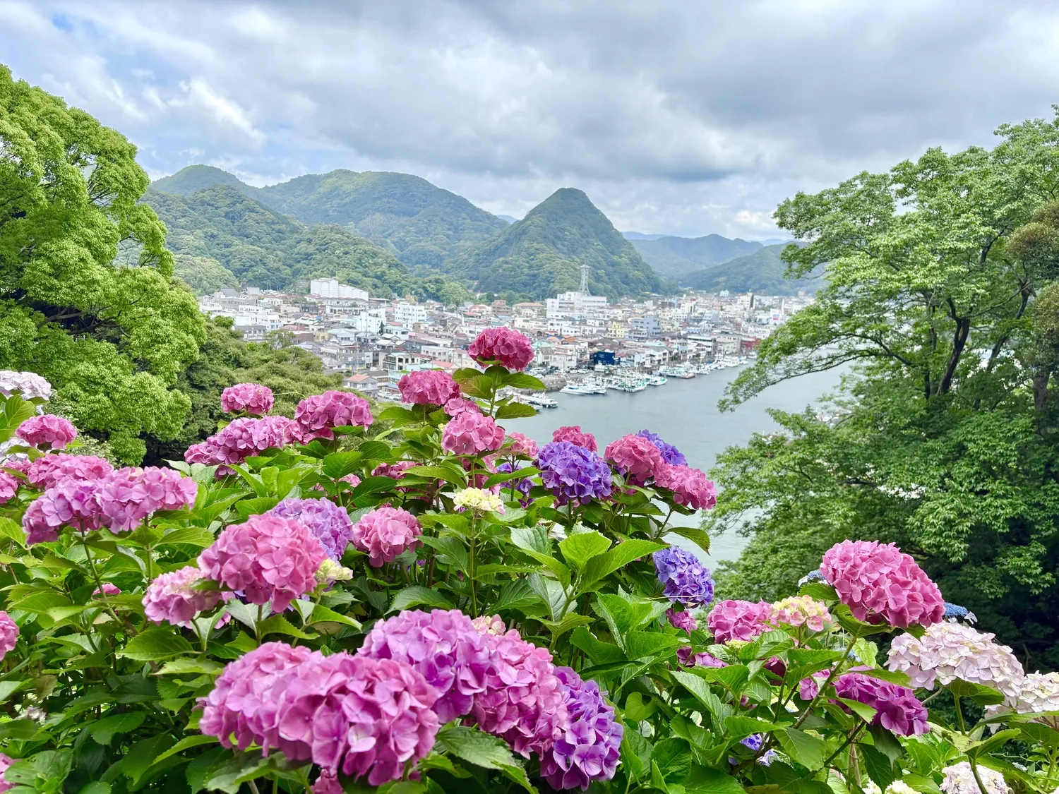 Hydrangea bloom status at Shimoda Park (50% in bloom) [As of June 7]