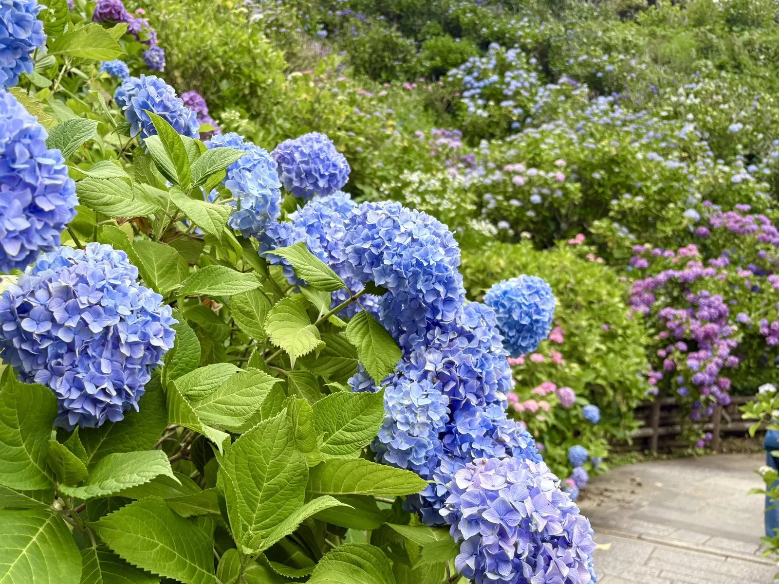 Shimoda City Tourism Association