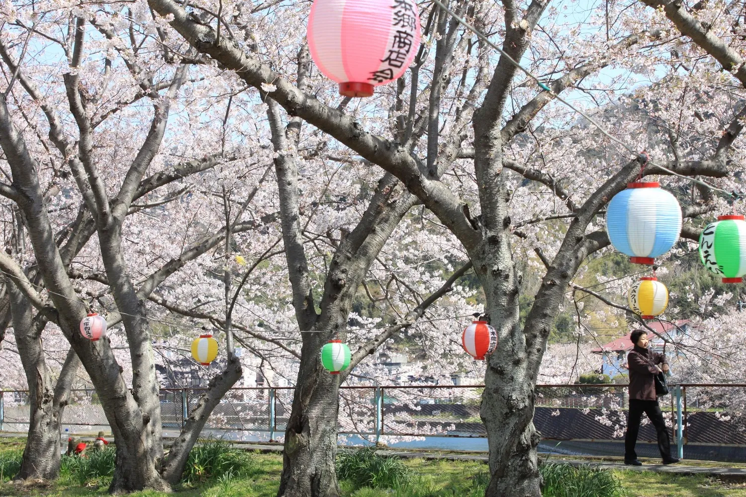 Somei-Yoshino