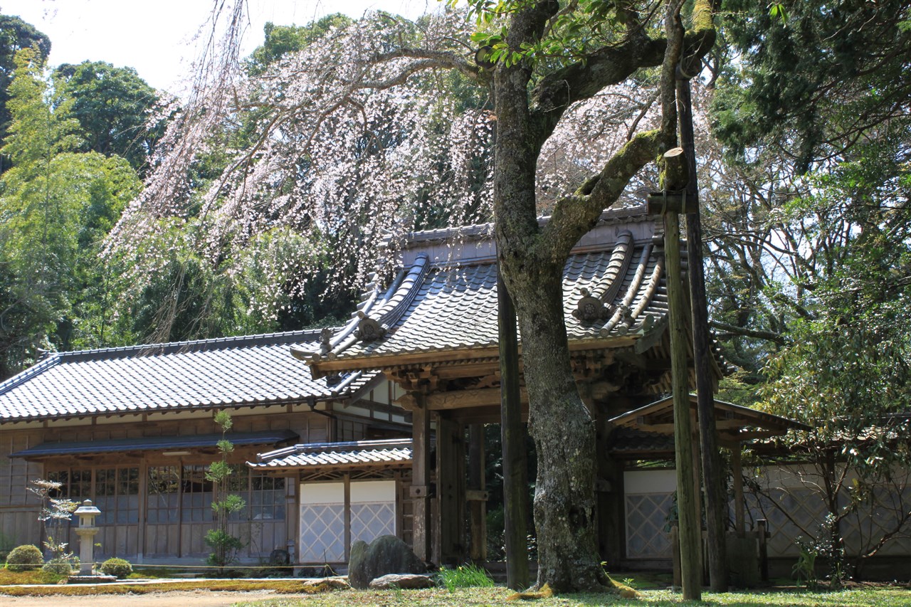 Weeping Cherry Blossoms at Hohon Temple